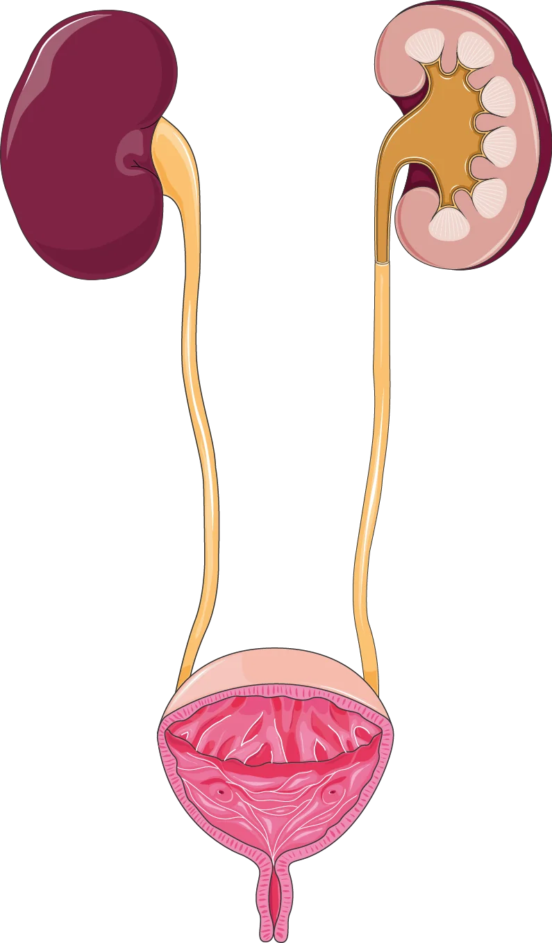 Мочеполовая система (схема)